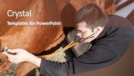  Presentation with competition - PPT theme consisting of competition doctor - vet examining horse background and a tawny brown colored foreground