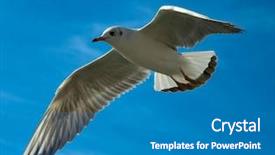  Presentation with advantage - Audience pleasing presentation theme consisting of competitive advantage - close-up of seagull flying backdrop and a teal colored foreground
