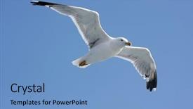  Presentation with seagull - Theme enhanced with competitive advantage - close-up of seagull flying background and a teal colored foreground