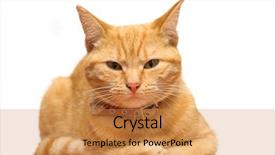  Presentation with what is thing used in looking for far object - Amazing theme having complacency - ginger cat looking backdrop and a  colored foreground