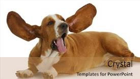  Presentation with basset hound - Theme enhanced with laying down with both ear background and a gold colored foreground