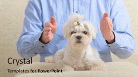  Presentation with reiki - Amazing presentation design having complementary alternative therapies - man doing reiki therapy backdrop and a mint green colored foreground