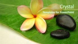 Presentation with banana - Presentation theme featuring complementary alternative therapies - tropical frangipanis on banana leaf background and a tawny brown colored foreground