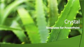  Presentation with nature - Beautiful presentation featuring complementary health - aloe in nature close up backdrop and a shamrock green colored foreground
