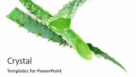  Presentation with aloe vera - Presentation theme consisting of complementary health - aloe vera cactus freshly cut background and a  colored foreground
