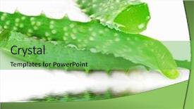  Presentation with aloe vera - Amazing presentation having complementary health - aloe vera cactus freshly cut backdrop and a seafoam green colored foreground
