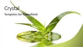  Presentation with aloe vera - PPT theme featuring complementary health - aloe vera isolated in water background and a  colored foreground