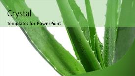  Presentation with aloe vera - Beautiful PPT layouts featuring complementary health - cutout of an aloe vera backdrop and a seafoam green colored foreground