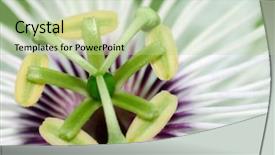  Presentation with passion - PPT theme with complementary medicine - extreme closeup of the beautiful background and a mint green colored foreground