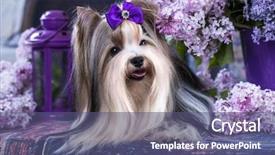  Presentation with lilac flowers bunch over wood - PPT layouts with compliment - beaver terrier and lilac flowers background and a ocean colored foreground