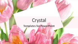  Presentation with tulips - Cool new presentation theme with compliment - bouquet of the fresh pink backdrop and a lemonade colored foreground