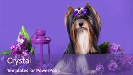  Presentation with dog - Slides enhanced with compliment - dog biewer yorkshire terrier background and a violet colored foreground
