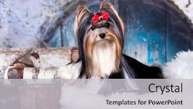  Presentation with dog - Beautiful presentation theme featuring compliment - dog biewer yorkshire terrier backdrop and a light gray colored foreground