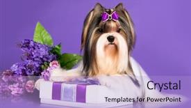  Presentation with flowers - Slide deck consisting of compliment - dog biewer yorkshire terrier background and a light blue colored foreground