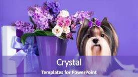  Presentation with flowers - PPT layouts consisting of compliment - dog biewer yorkshire terrier background and a violet colored foreground
