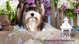  Presentation with yorkshire moor - PPT layouts enhanced with compliment - puppy of a biewer yorkshire background and a coral colored foreground