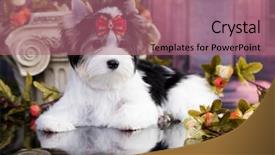  Presentation with yorkshire moor - PPT theme having compliment - puppy of a biewer yorkshire background and a coral colored foreground