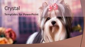  Presentation with puppy - Presentation theme enhanced with compliment - puppy of a biewer yorkshire background and a lemonade colored foreground
