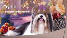  Presentation with yorkshire moor - PPT theme featuring compliment - puppy of a biewer yorkshire background and a coral colored foreground