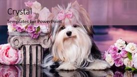  Presentation with yorkshire moor - Presentation theme featuring compliment - puppy of a biewer yorkshire background and a coral colored foreground