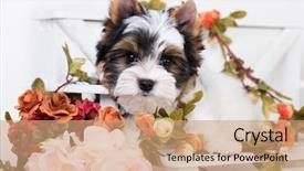  Presentation with puppy - Amazing presentation having compliment - puppy of a biewer yorkshire backdrop and a coral colored foreground