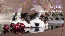  Presentation with peach and cherries - Colorful PPT layouts enhanced with compliment - puppy of a biewer yorkshire backdrop and a coral colored foreground