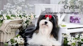  Presentation with forget me nots flowers - PPT theme featuring compliment - puppy of a biewer yorkshire background and a light gray colored foreground