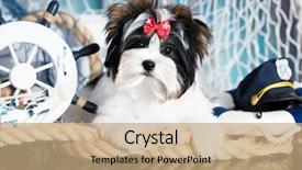  Presentation with yorkshire moor - Colorful slide deck enhanced with sea snail - puppy biewer yorkshire terrier backdrop and a coral colored foreground