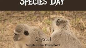  Presentation with animal nature - Presentation theme enhanced with composite-image-of-monkeys-sitting background and a coral colored foreground