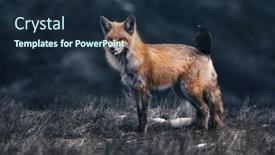  Presentation with fox - Colorful presentation theme enhanced with composite-of-a-red-fox backdrop and a wine colored foreground