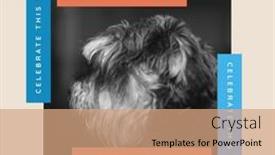  Presentation with celebrate - Slide deck with composite-of-cute-shih-tzu background and a  colored foreground