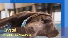  Presentation with sleeping - Slide set consisting of composite-of-labrador-retriever-sleeping background and a tawny brown colored foreground