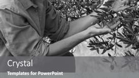  Presentation with growing tree - PPT theme featuring composite-of-love-a-tree background and a gray colored foreground