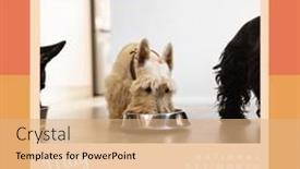  Presentation with pet food - Presentation theme enhanced with composite-of-may-national-pet background and a coral colored foreground