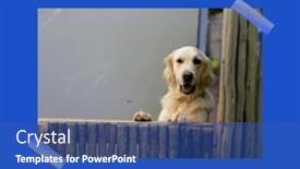  Presentation with celebrate - Theme having composite-of-may-national-pet background and a ocean colored foreground