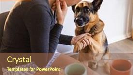  Presentation with paw - PPT theme consisting of composite-of-may-national-pet background and a  colored foreground