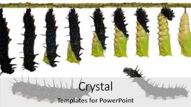  Presentation with peacock - Amazing PPT theme having composite of peacock butterfly inachis backdrop and a light gray colored foreground