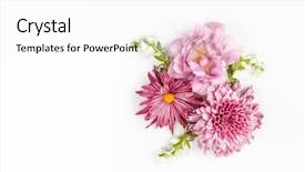  Presentation with pink flowers - Presentation theme having lay's - beautiful pink flowers on white background and a white colored foreground