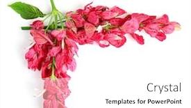  Presentation with tropical flowers - Audience pleasing presentation consisting of composition beautiful pink tropical flowers on white background backdrop and a white colored foreground