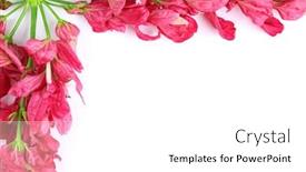  Presentation with tropical flowers - Colorful PPT layouts enhanced with pink tropical flowers on white backdrop and a white colored foreground