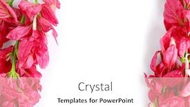  Presentation with tropical flowers - Presentation theme having pink tropical flowers on white background and a white colored foreground