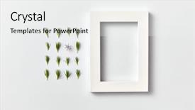  Presentation with needles - Presentation design consisting of composition from green fresh young background and a white colored foreground