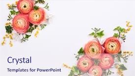  Presentation with festive - Beautiful PPT theme featuring composition made of fresh buttercups backdrop and a sky blue colored foreground