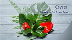 Presentation with tropical flowers - Audience pleasing presentation theme consisting of composition of beautiful tropical leaves and flowers on wooden background backdrop and a lemonade colored foreground