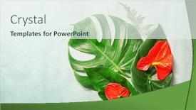  Presentation with tropical flowers - Presentation theme having composition-of-beautiful-tropical-leaves background and a sky blue colored foreground