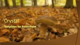  Presentation with trees - Slides with composition-of-blurred-forest background and a  colored foreground