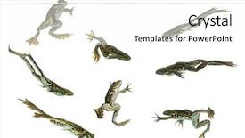  Presentation with frogs - Theme having composition of edible frogs swimming under water line pelophylax kl esculentus isolated on white background and a white colored foreground