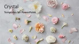  Presentation with flowers - Colorful slides enhanced with composition of flowers on grey backdrop and a light gray colored foreground