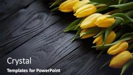  Presentation with rustic spring - Cool new theme with composition-of-fresh-yellow-tulips backdrop and a dark gray colored foreground
