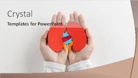  Presentation with kidneys - Presentation theme having composition-of-hands-holding-kidneys background and a white colored foreground